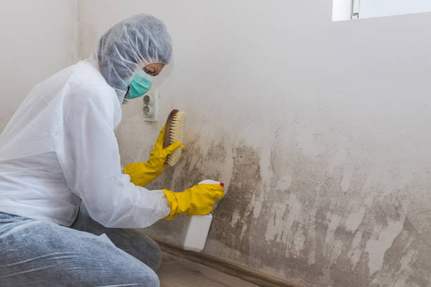 Environmental Consulting for Mold Prevention in Urbandale, IA