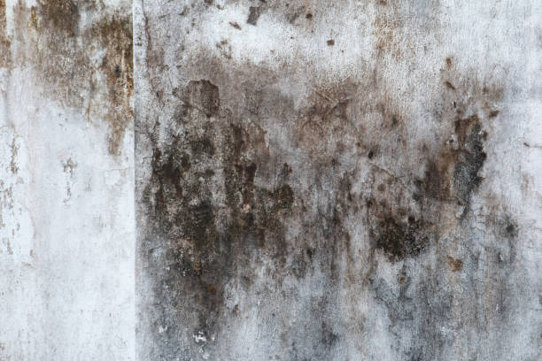 Best Asbestos and Lead Testing During Mold Inspection  in Urbandale, IA