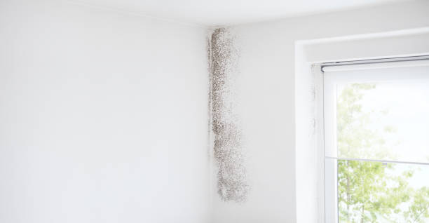 Best Emergency Mold Remediation  in Urbandale, IA